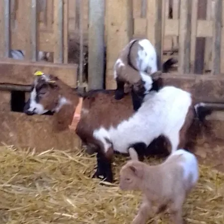 住宿加早餐酒店 Domaine De Pimont